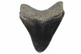 Serrated, Fossil Megalodon Tooth - Georgia #88663-2